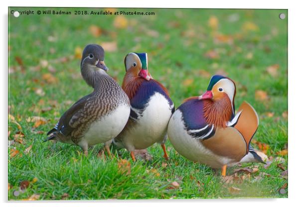 Colourful Mandarin Ducks in Yeovil Somerset UK Acrylic by Will Badman
