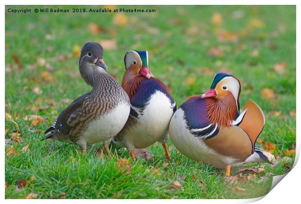 Colourful Mandarin Ducks in Yeovil Somerset UK Print by Will Badman