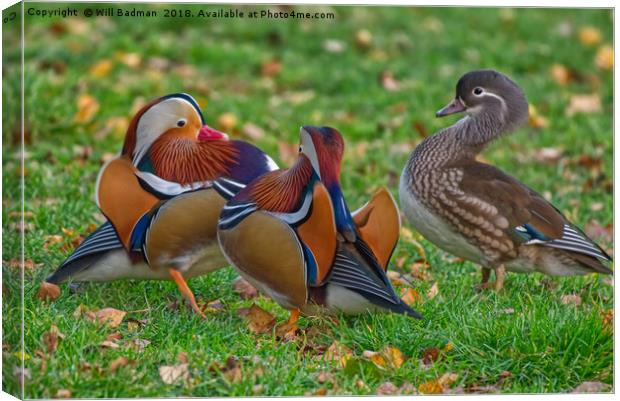 Colourful Mandarin Ducks in Yeovil Somerset UK  Canvas Print by Will Badman