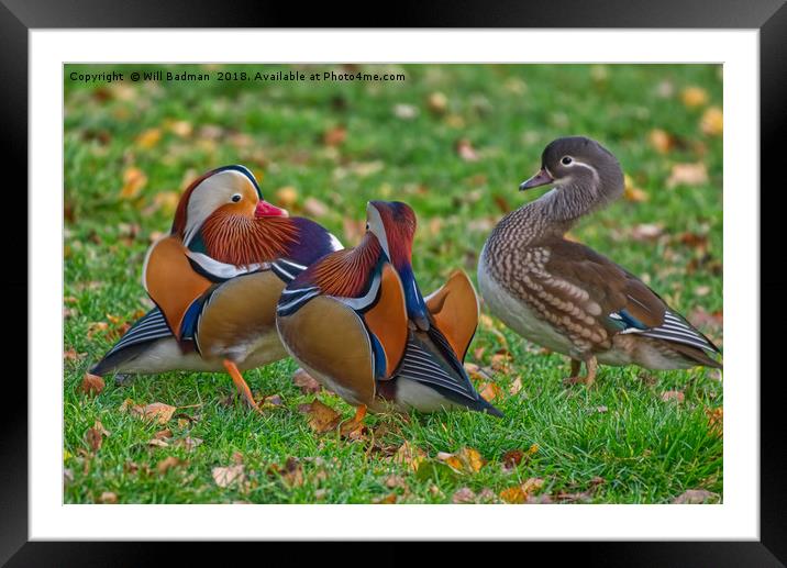 Colourful Mandarin Ducks in Yeovil Somerset UK  Framed Mounted Print by Will Badman