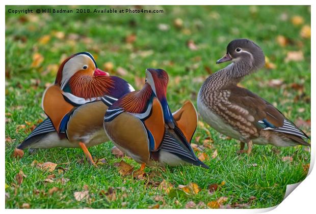 Colourful Mandarin Ducks in Yeovil Somerset UK  Print by Will Badman