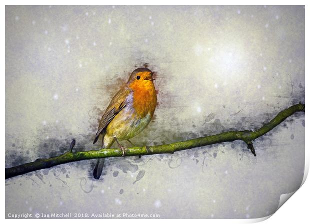Winter Robin Print by Ian Mitchell
