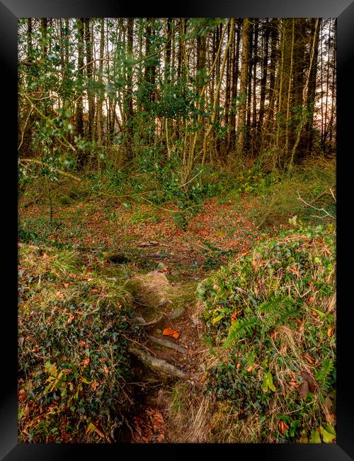 Badger Woods, Pembrokeshire, Wales, UK Framed Print by Mark Llewellyn