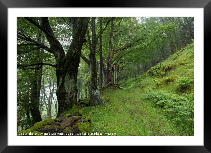 Pathway in Sulby Glen  Framed Mounted Print by Amanda Leeming