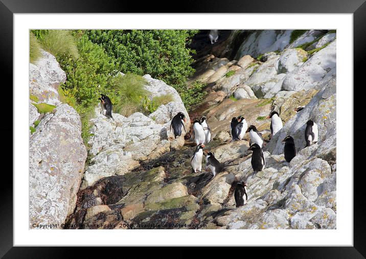 Snares Crested Penguins   Framed Mounted Print by Carole-Anne Fooks