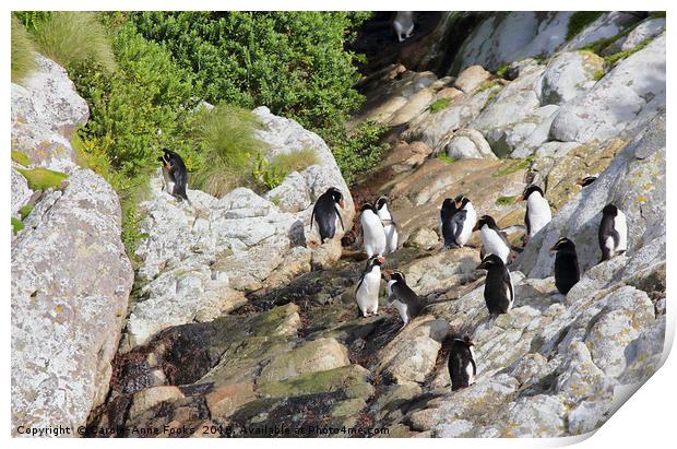 Snares Crested Penguins   Print by Carole-Anne Fooks