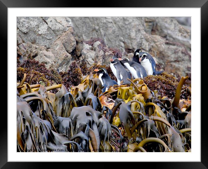 Snares Crested Penguins   Framed Mounted Print by Carole-Anne Fooks