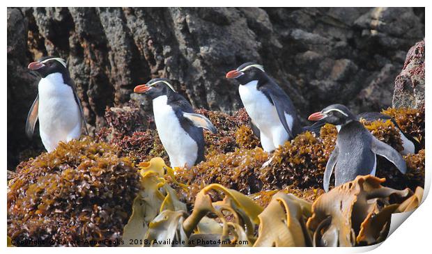 Snares Crested Penguins Print by Carole-Anne Fooks