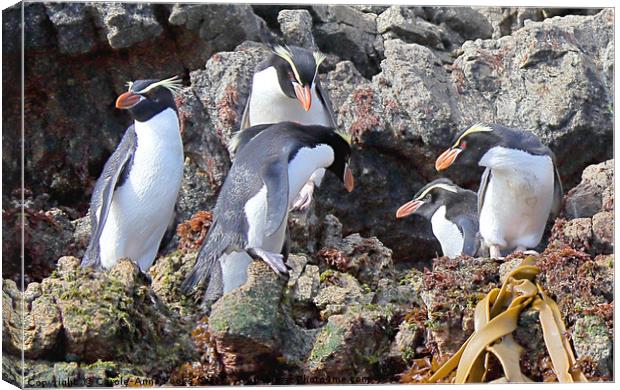 Snares Crested Penguins   Canvas Print by Carole-Anne Fooks