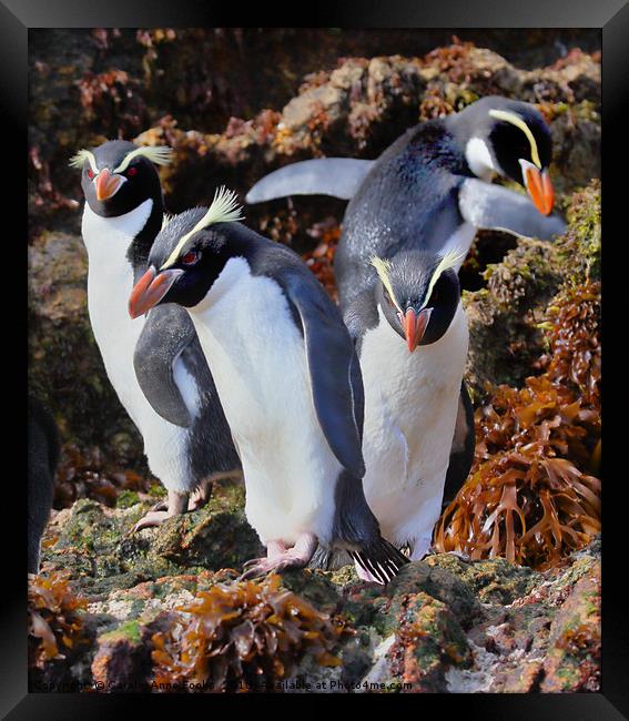 Snares Crested Penguins  Framed Print by Carole-Anne Fooks