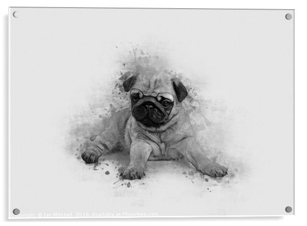 Pug Art Acrylic by Ian Mitchell