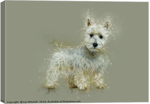 West Highland White Terrier Canvas Print by Ian Mitchell
