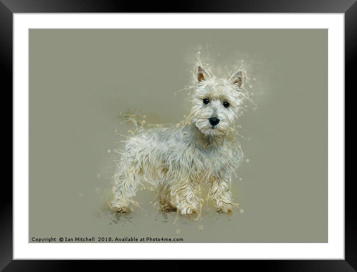 West Highland White Terrier Framed Mounted Print by Ian Mitchell