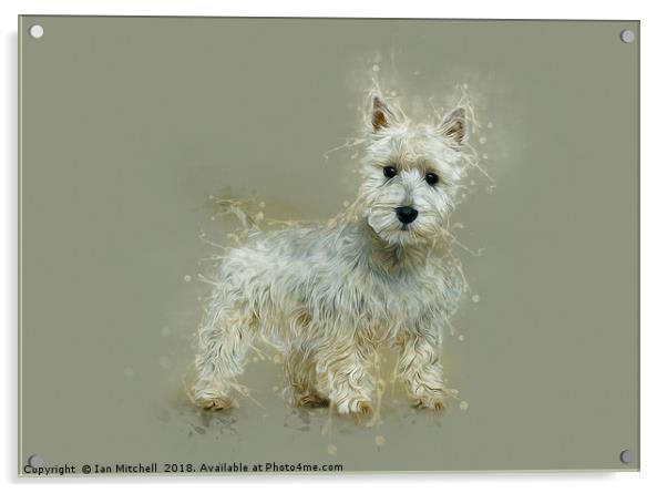 West Highland White Terrier Acrylic by Ian Mitchell