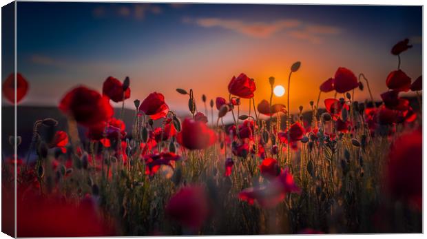Poppy Field At Sunset Canvas Print by Ian Mayou