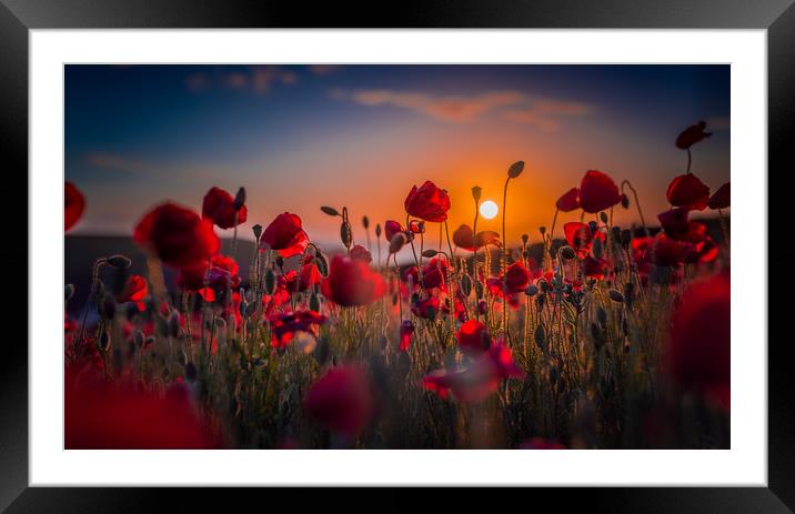 Poppy Field At Sunset Framed Mounted Print by Ian Mayou