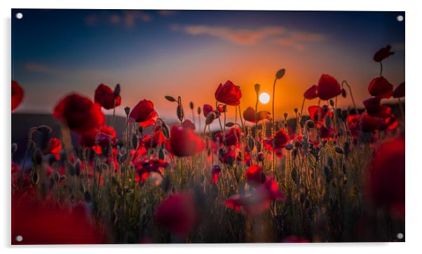 Poppy Field At Sunset Acrylic by Ian Mayou
