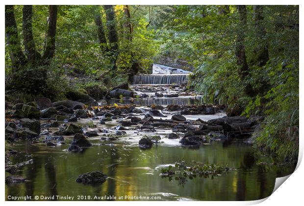 Cannop  Brook Print by David Tinsley