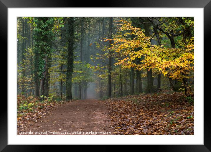Into the Mist Framed Mounted Print by David Tinsley