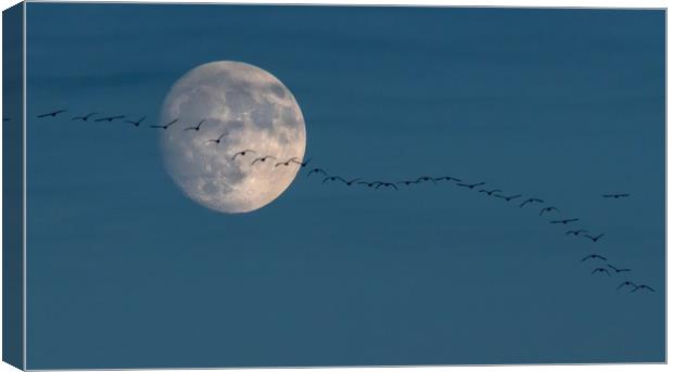 The moon and the geese Canvas Print by Gary Pearson