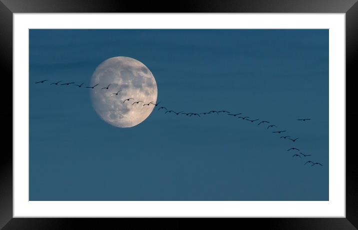 The moon and the geese Framed Mounted Print by Gary Pearson