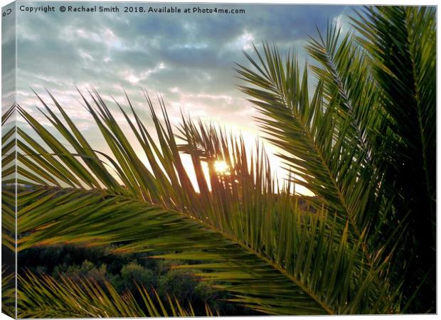 Palm tree sunset Canvas Print by Rachael Smith