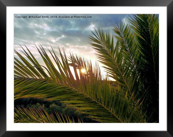 Palm tree sunset Framed Mounted Print by Rachael Smith