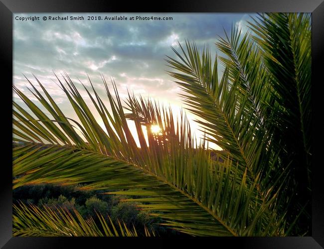 Palm tree sunset Framed Print by Rachael Smith