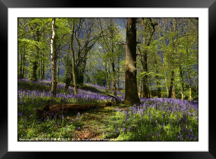 "It was a misty , moonlit night in the bluebell wo Framed Mounted Print by ROS RIDLEY