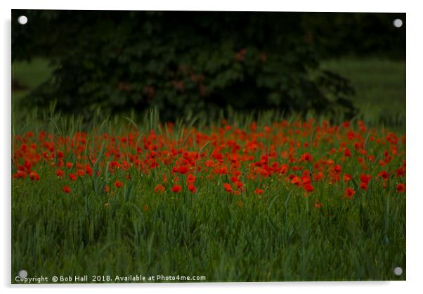 Poppy field Acrylic by Bob Hall