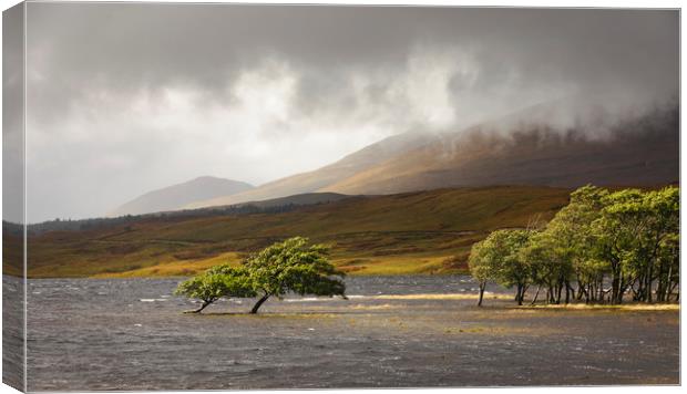 Loch Tulla Trees Canvas Print by Tony Higginson