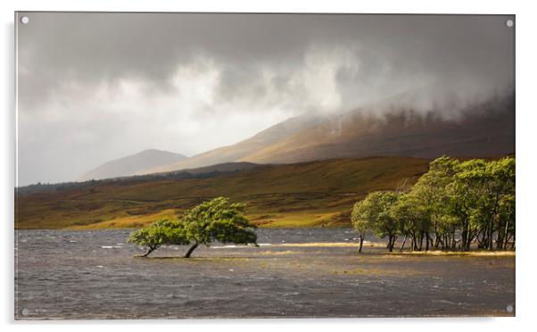 Loch Tulla Trees Acrylic by Tony Higginson