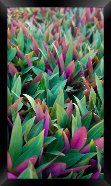 Vibrant Nature Framed Print by Steven Fleck