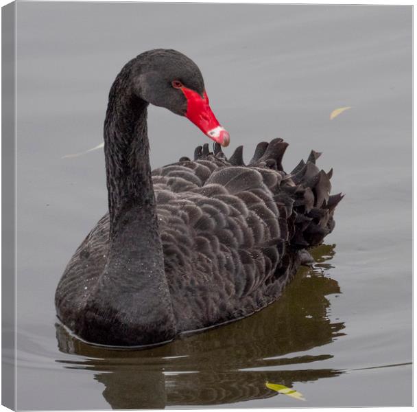 Black Swan Canvas Print by Clive Eariss