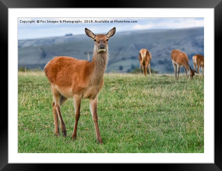 Female Roe deer Framed Mounted Print by Derrick Fox Lomax