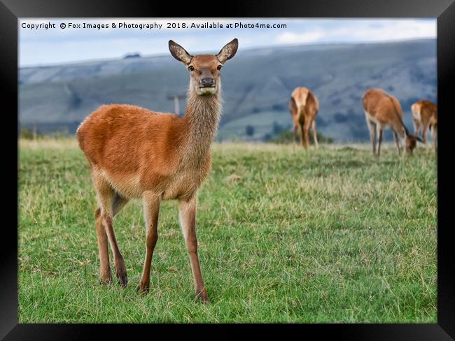 Female Roe deer Framed Print by Derrick Fox Lomax