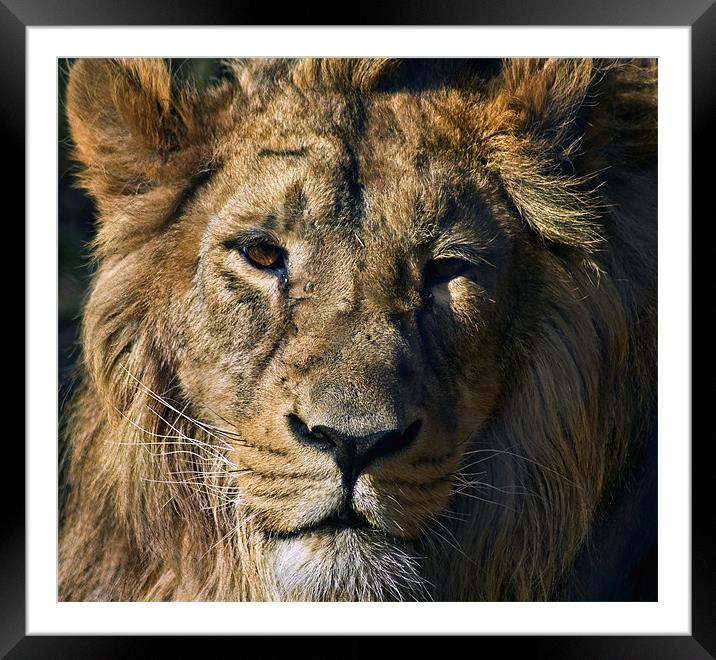 Lion Framed Mounted Print by Sam Smith