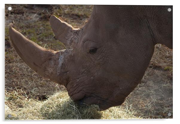 Rhino Horn Acrylic by Peter Elliott 