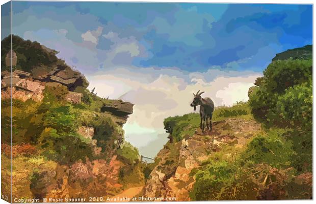 Goat at Valley of The Rocks North Devon Canvas Print by Rosie Spooner