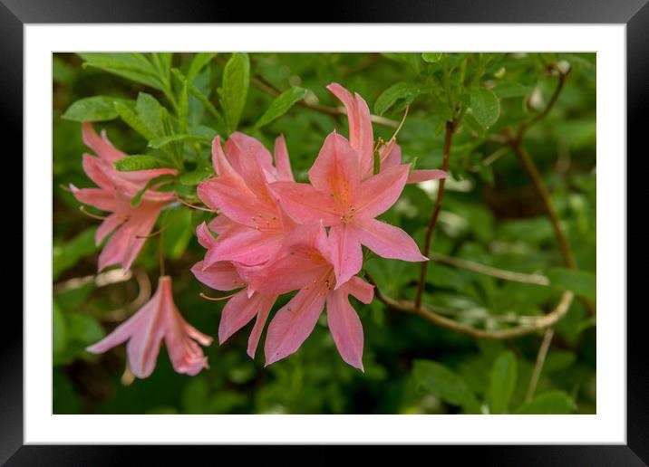 Inverewe Gardens Framed Mounted Print by Thomas Schaeffer