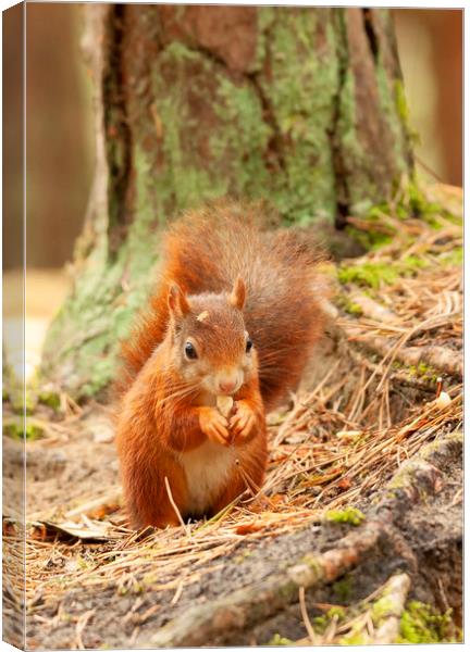 Formby Red Squirrel Canvas Print by Jonathan Thirkell
