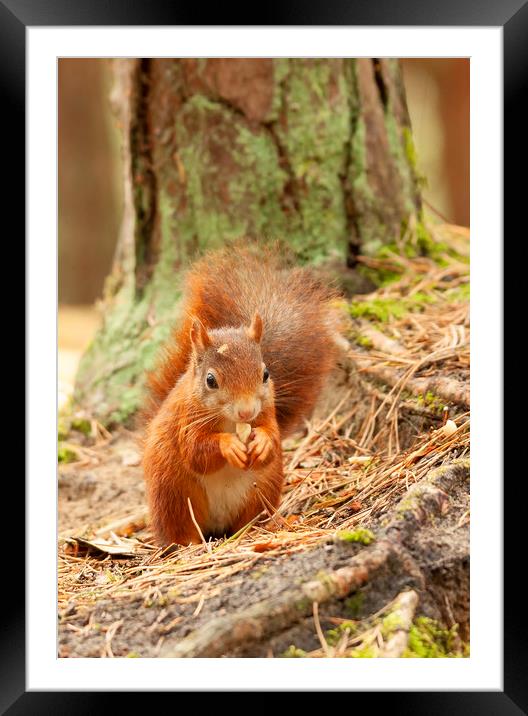 Formby Red Squirrel Framed Mounted Print by Jonathan Thirkell