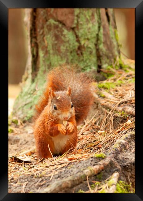 Formby Red Squirrel Framed Print by Jonathan Thirkell