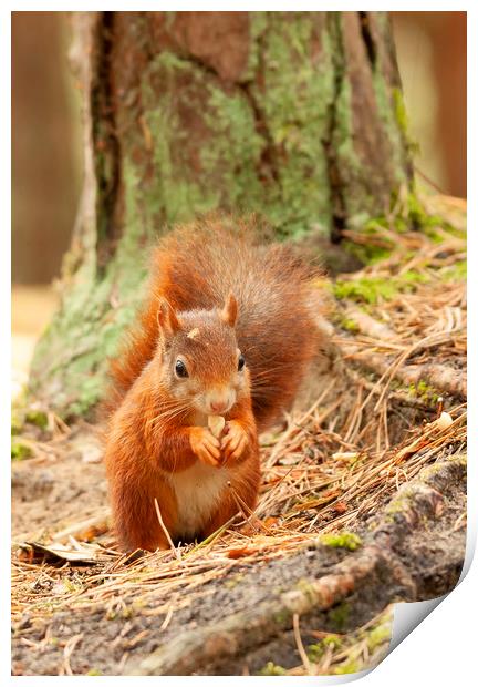 Formby Red Squirrel Print by Jonathan Thirkell