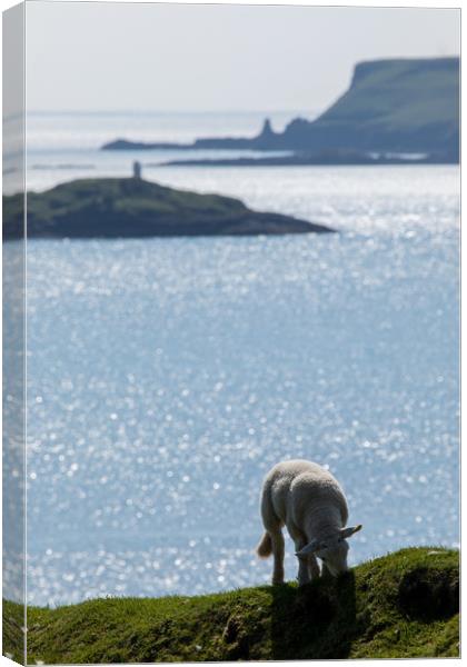 Isle of Skye Canvas Print by Thomas Schaeffer