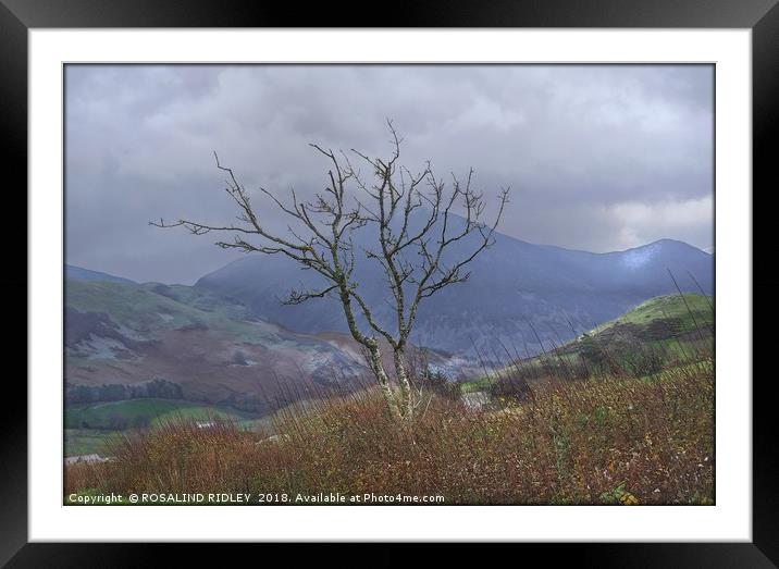 "Tree in the wind" Framed Mounted Print by ROS RIDLEY