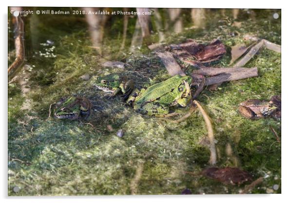 Waving frog in a pond in Somerset Acrylic by Will Badman