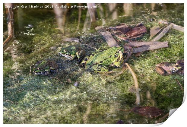 Waving frog in a pond in Somerset Print by Will Badman