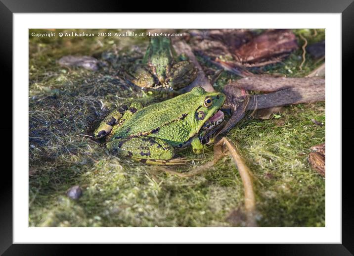 Laughing Frog in a Pond in Somerset uk Framed Mounted Print by Will Badman
