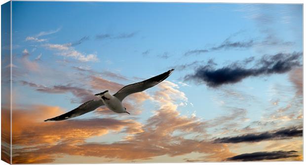 Flying Home Canvas Print by Declan Howard